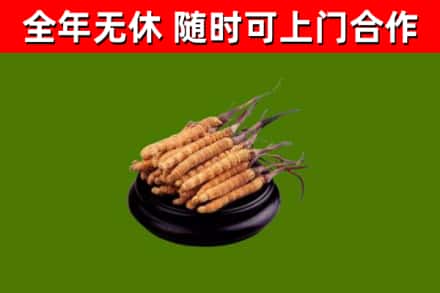 宁化回收冬虫夏草
