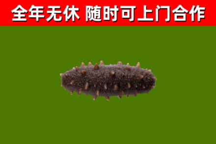 宁化回收海参干